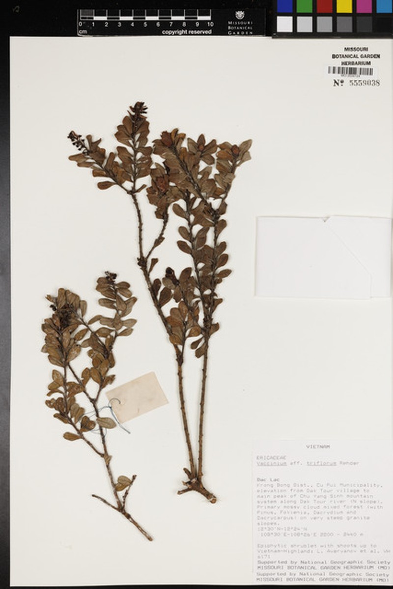Vaccinium triflorum