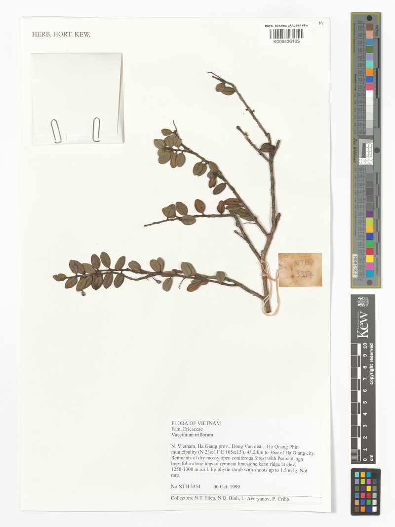 Vaccinium triflorum photo 2