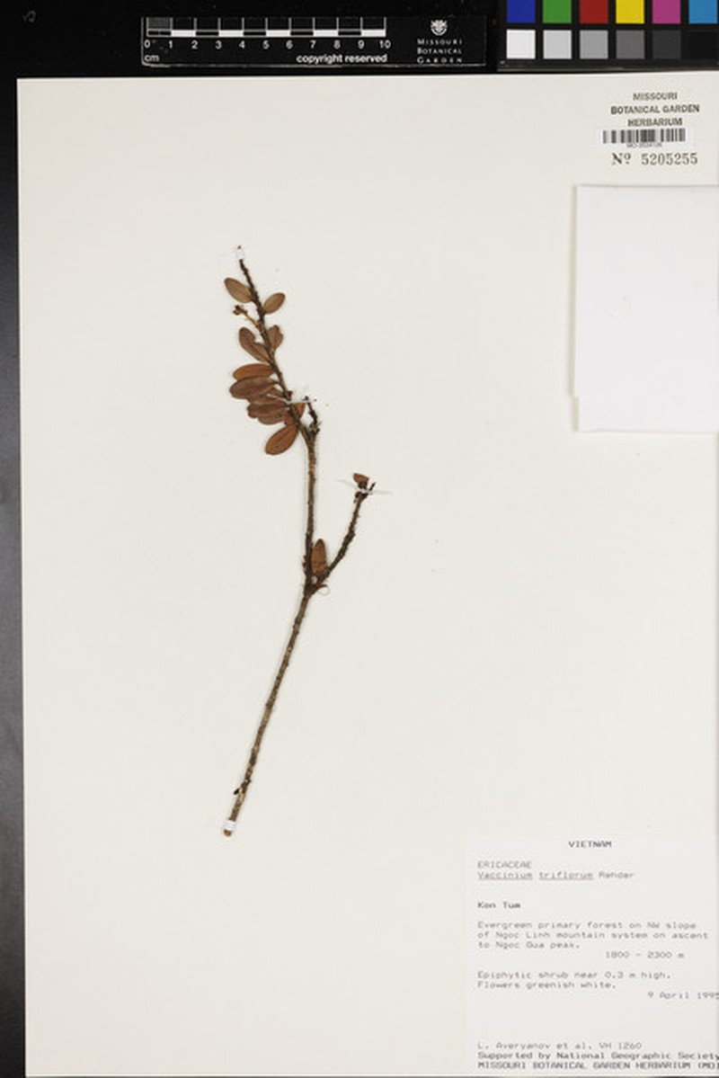 Vaccinium triflorum photo 3