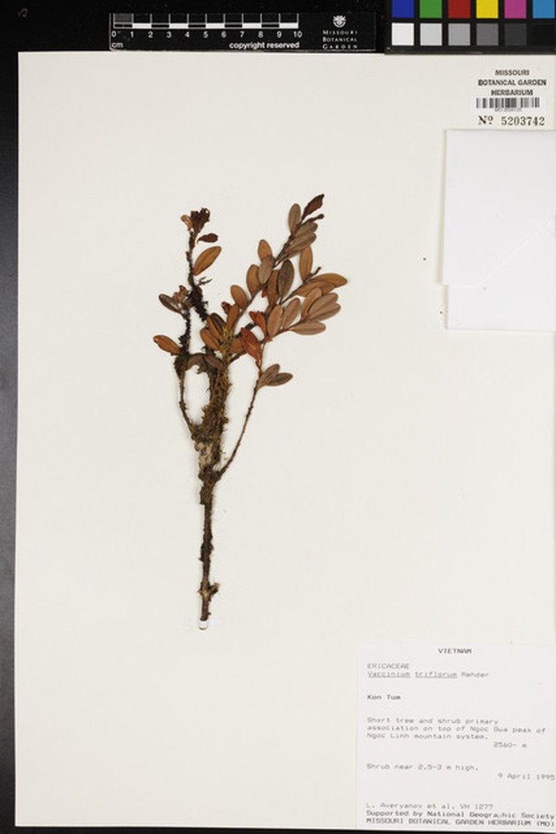 Vaccinium triflorum photo 4