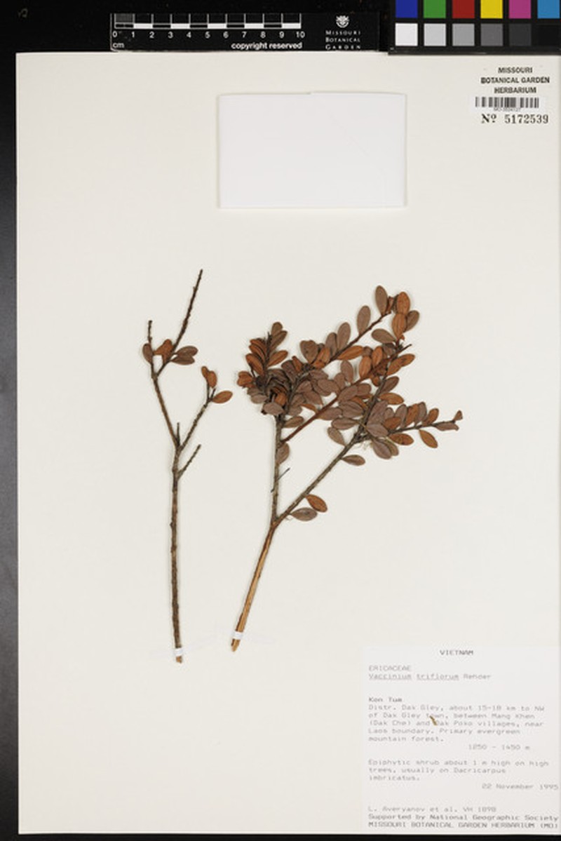 Vaccinium triflorum photo 5
