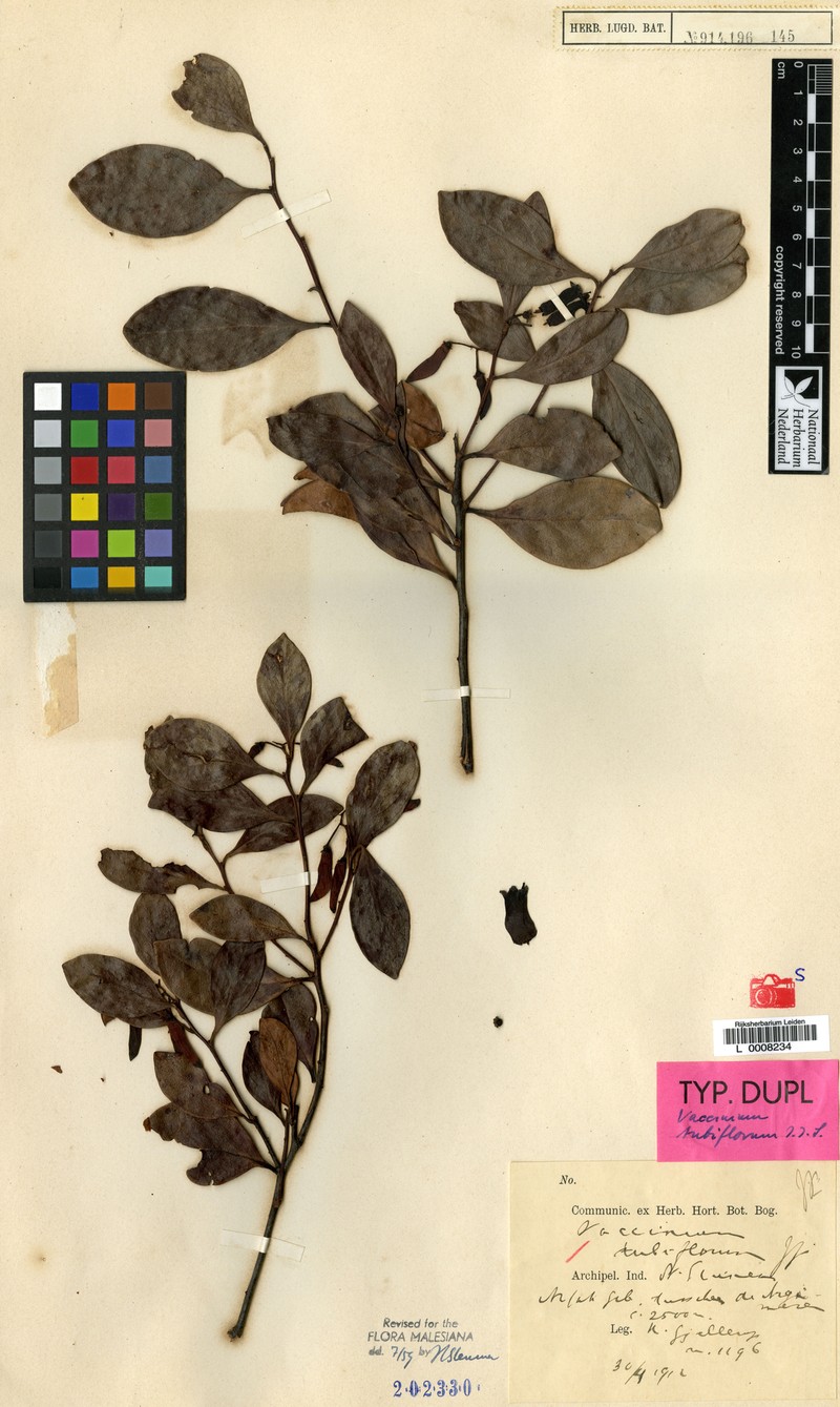Vaccinium tubiflorum