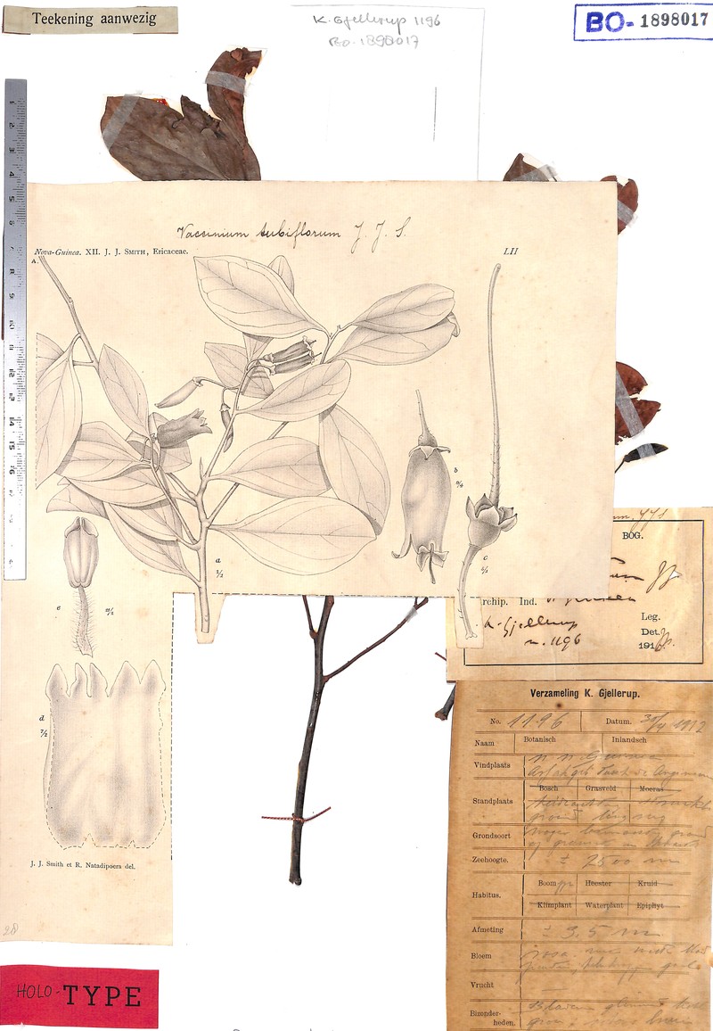 Vaccinium tubiflorum photo 2