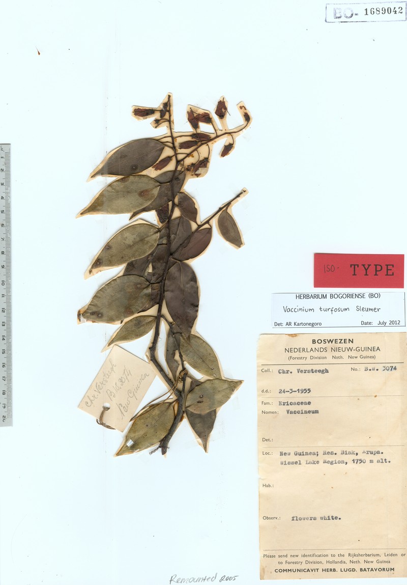 Vaccinium turfosum
