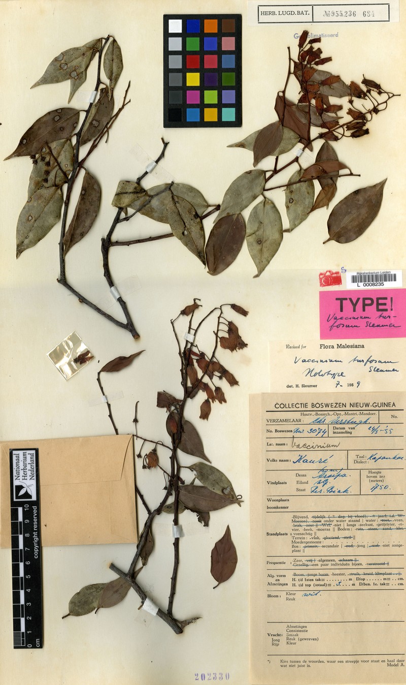 Vaccinium turfosum photo 2