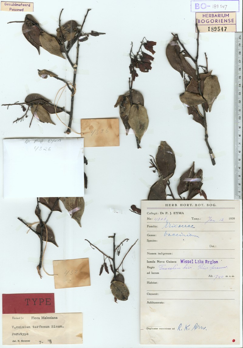 Vaccinium turfosum photo 3