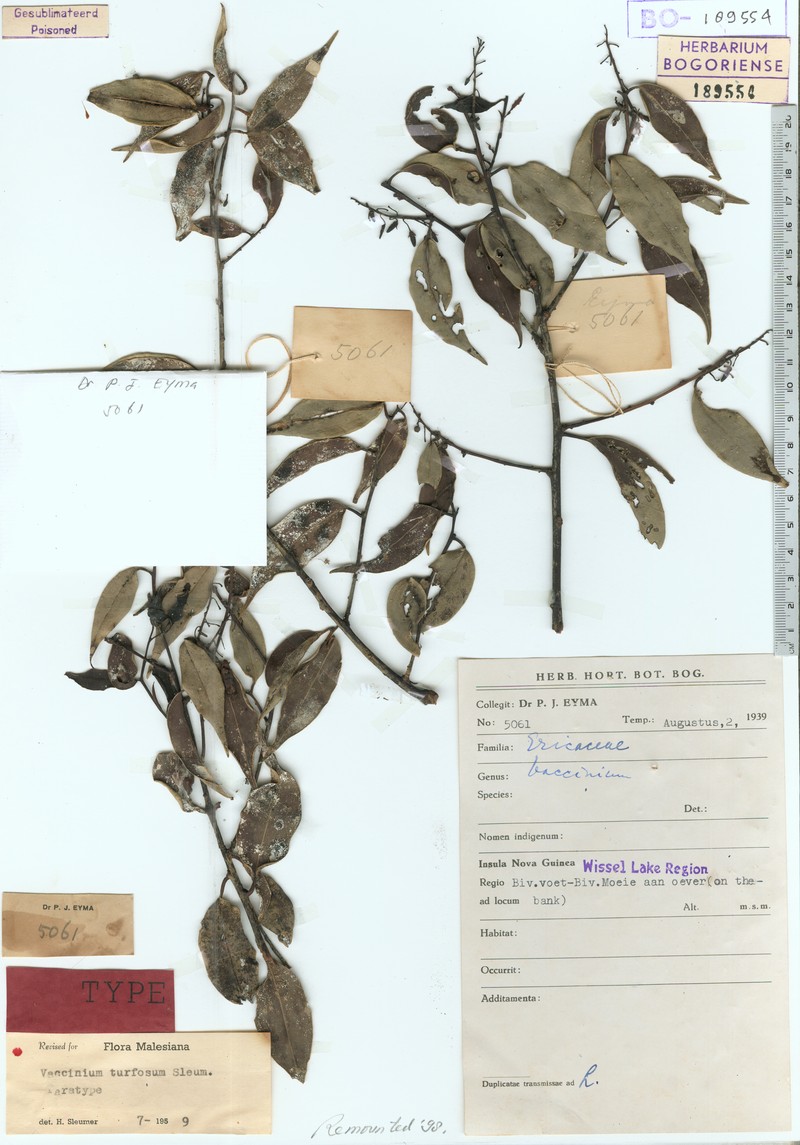Vaccinium turfosum photo 4