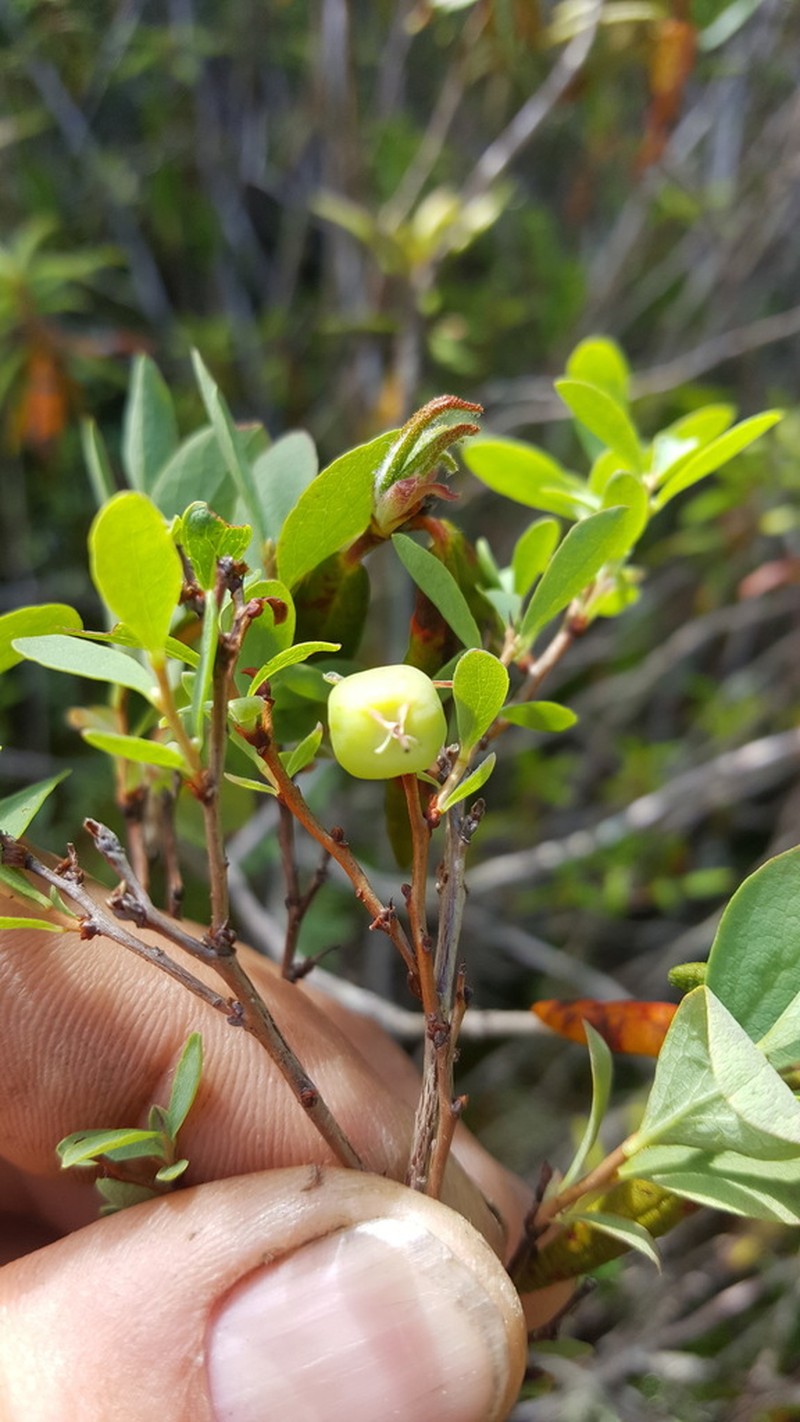 Bog Blueberry photo 3