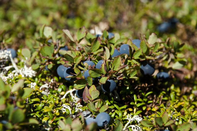 Bog Blueberry photo 4