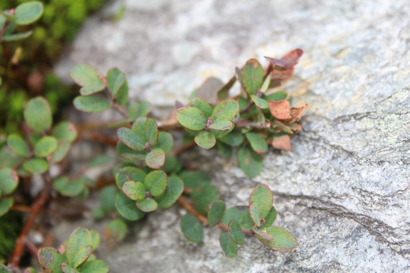 Bog Blueberry photo 5