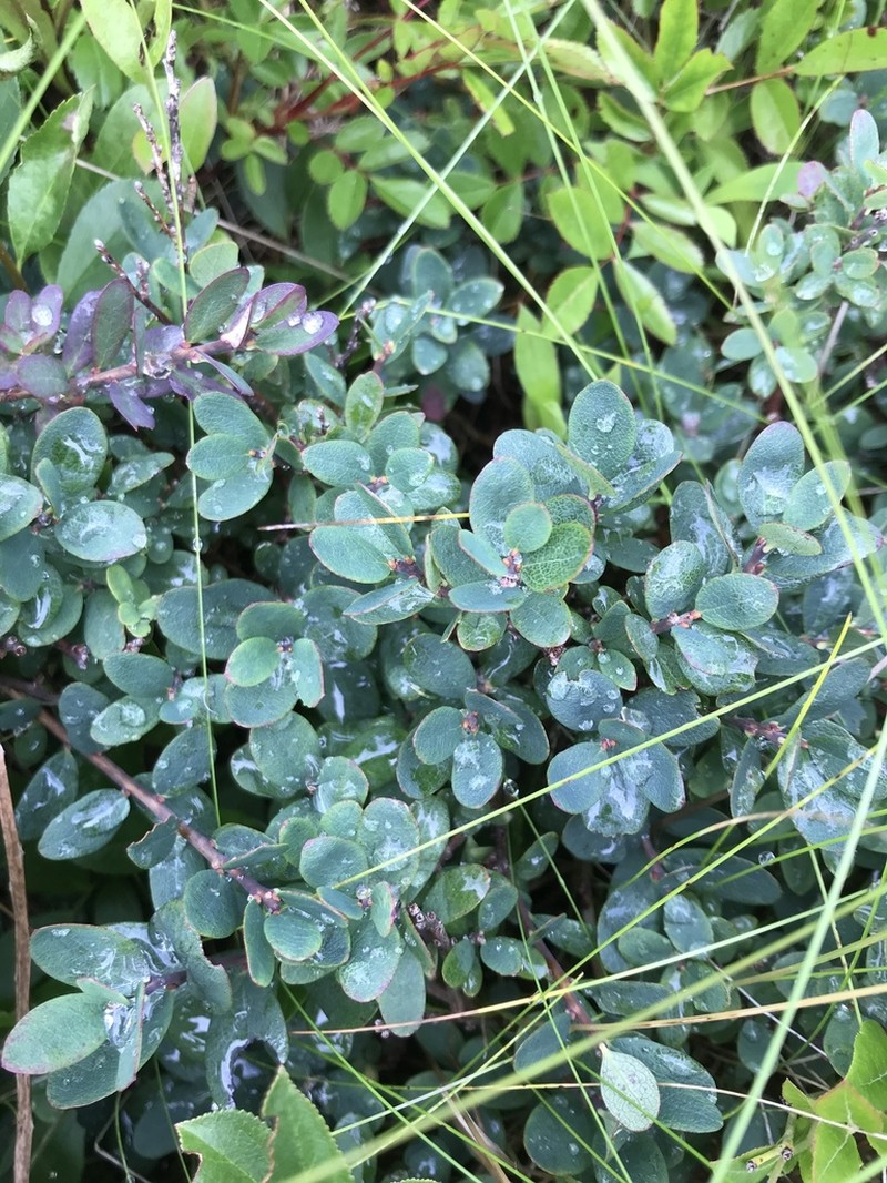 Bog Blueberry photo 6