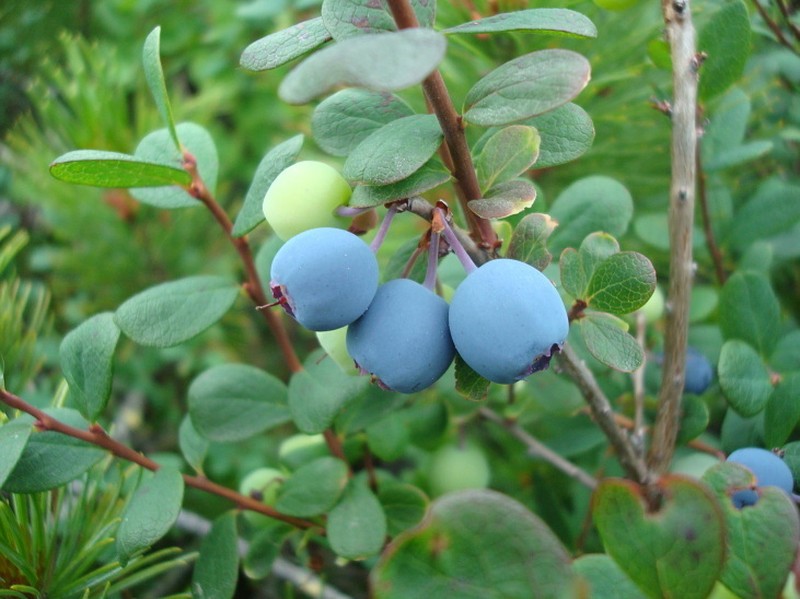 Bog Blueberry photo 7
