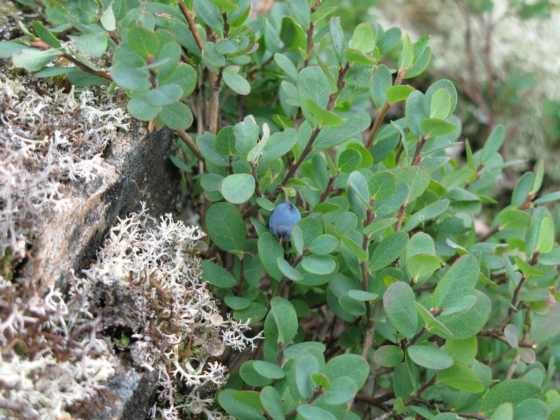 Bog Blueberry photo 8