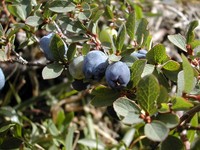 Bog Blueberry