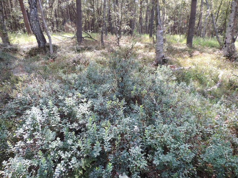 Bog Blueberry photo 2
