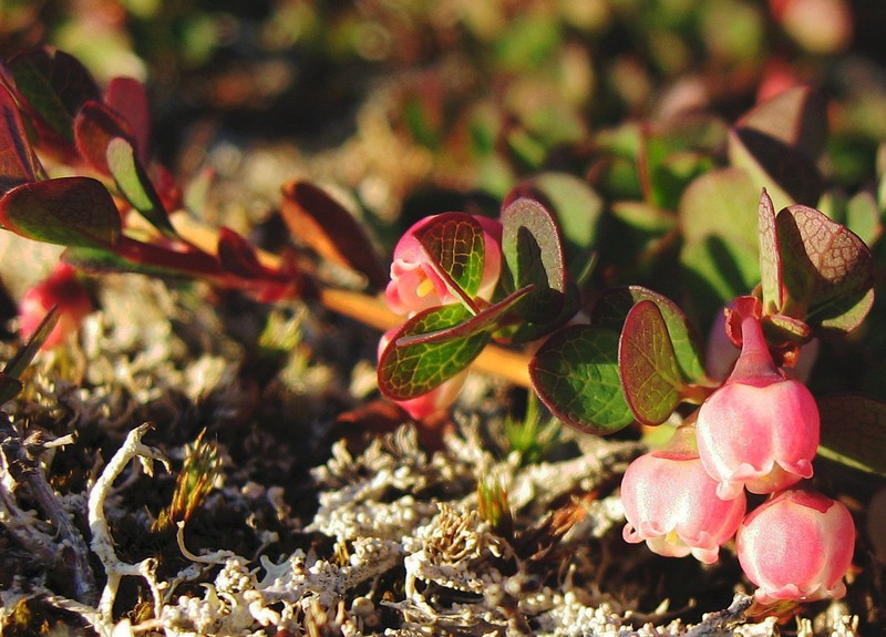 Bog Blueberry photo 3