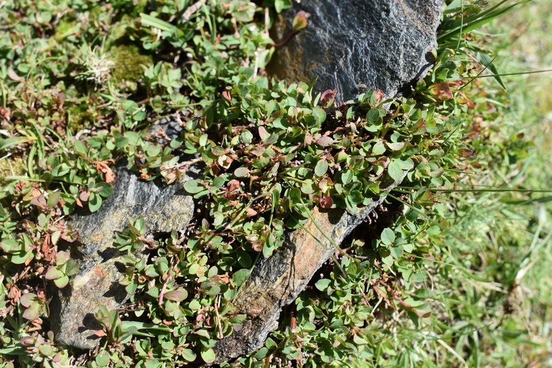 Vaccinium uliginosum subsp. nanum