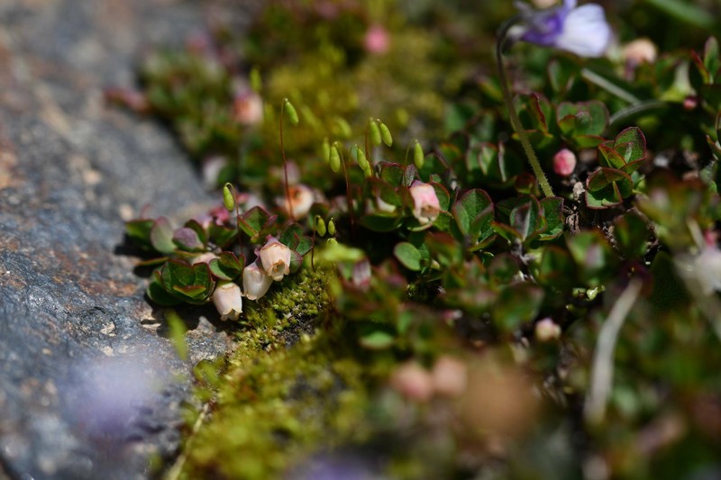 Vaccinium uliginosum subsp. nanum photo 2