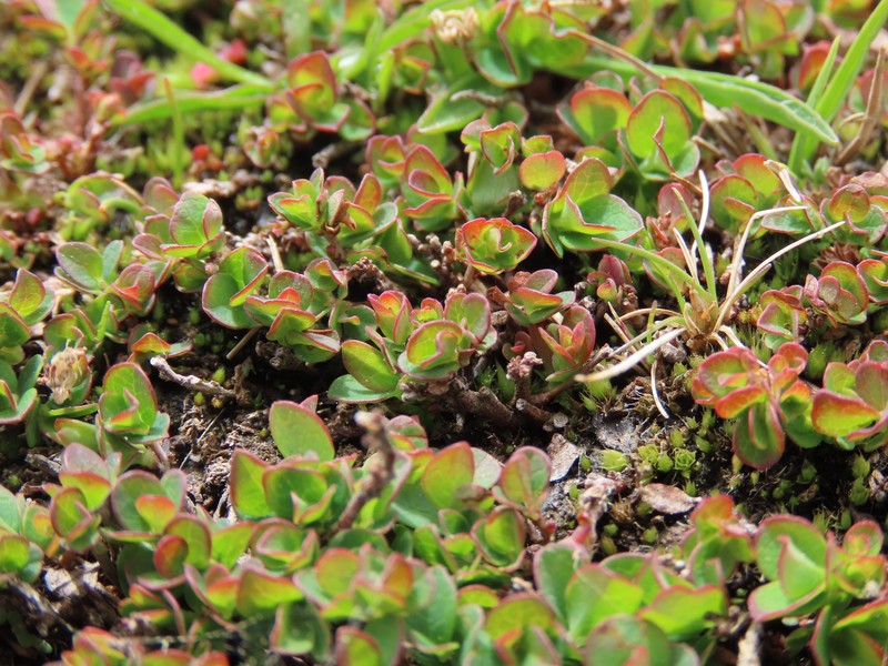 Vaccinium uliginosum subsp. nanum photo 3