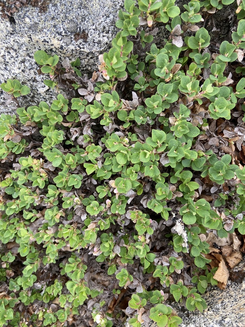 Vaccinium uliginosum subsp. vulcanorum