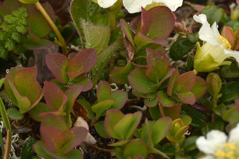 Vaccinium uliginosum subsp. vulcanorum photo 2