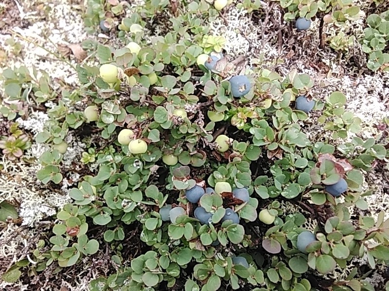 Vaccinium uliginosum subsp. vulcanorum photo 3