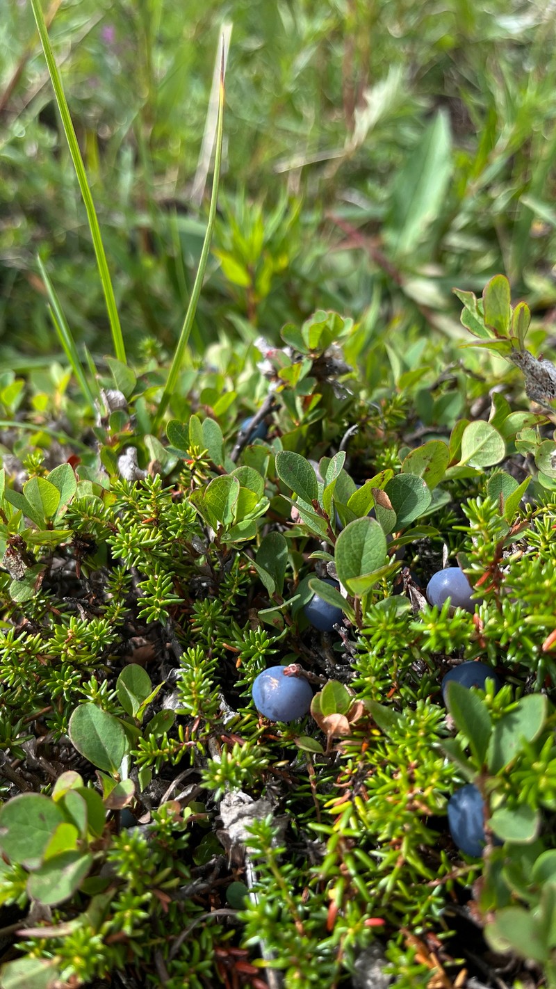 Vaccinium uliginosum subsp. vulcanorum photo 4