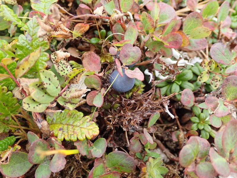 Vaccinium uliginosum subsp. vulcanorum photo 5