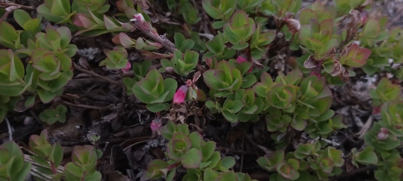 Vaccinium uliginosum subsp. vulcanorum photo 6