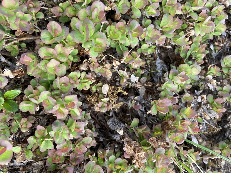 Vaccinium uliginosum subsp. vulcanorum photo 7