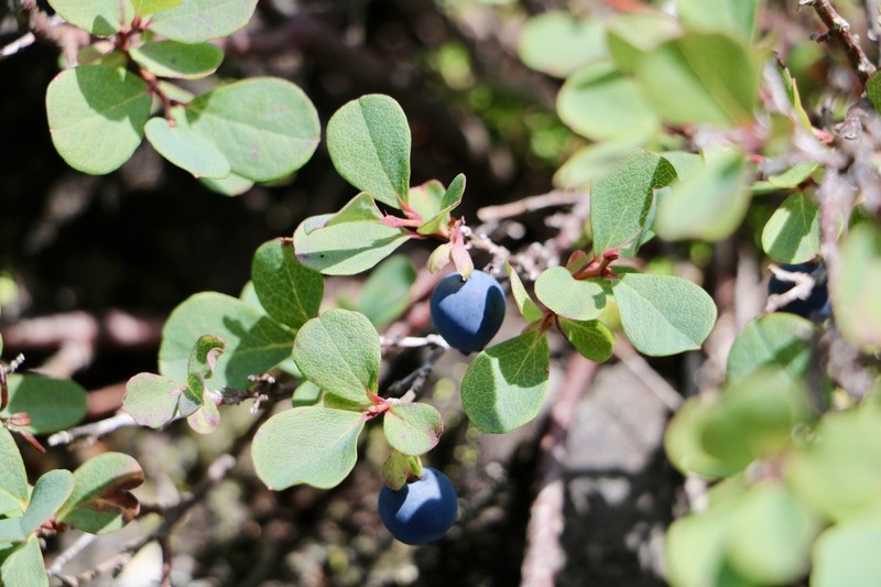 Vaccinium uliginosum var. japonicum
