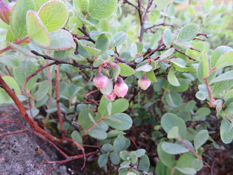 Vaccinium uliginosum var. japonicum photo 2