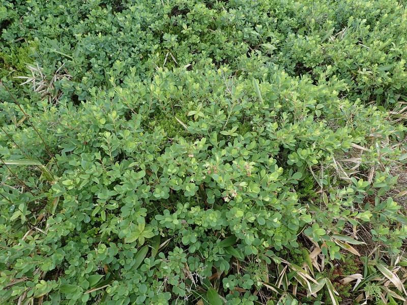 Vaccinium uliginosum var. japonicum photo 3