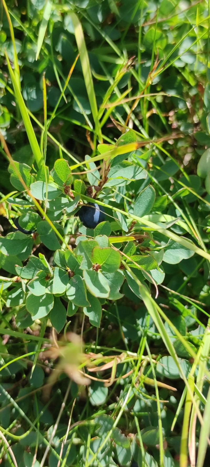 Vaccinium uliginosum var. japonicum photo 4