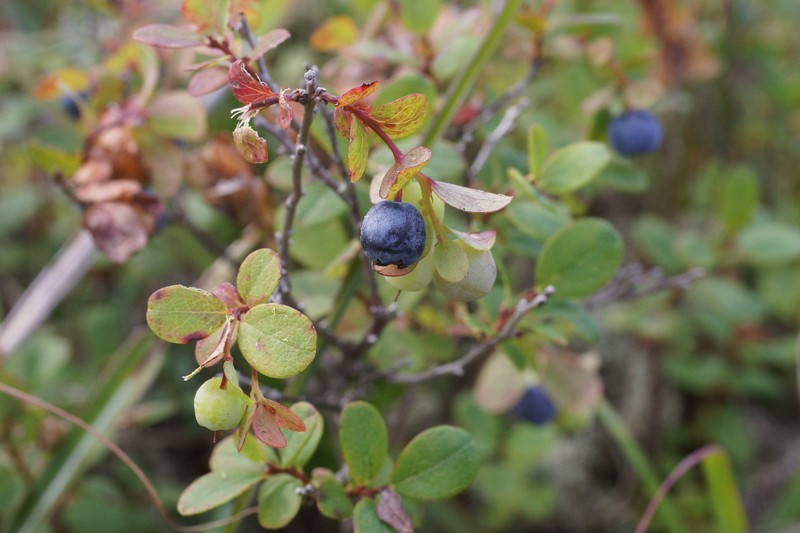 Vaccinium uliginosum var. japonicum photo 5