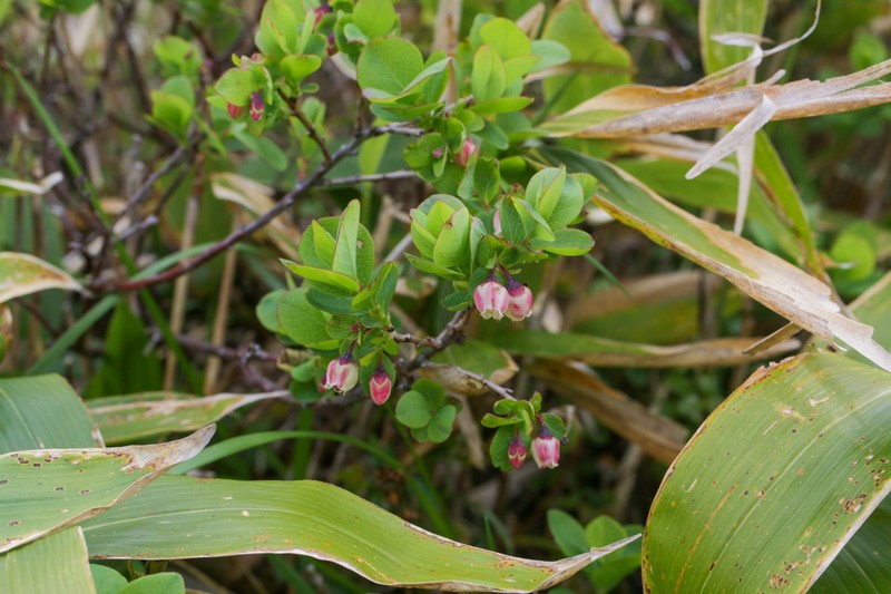 Vaccinium uliginosum var. japonicum photo 6
