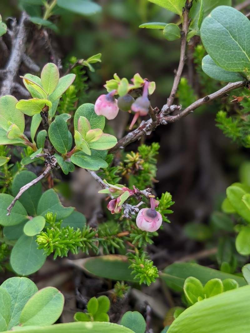 Vaccinium uliginosum var. japonicum photo 7