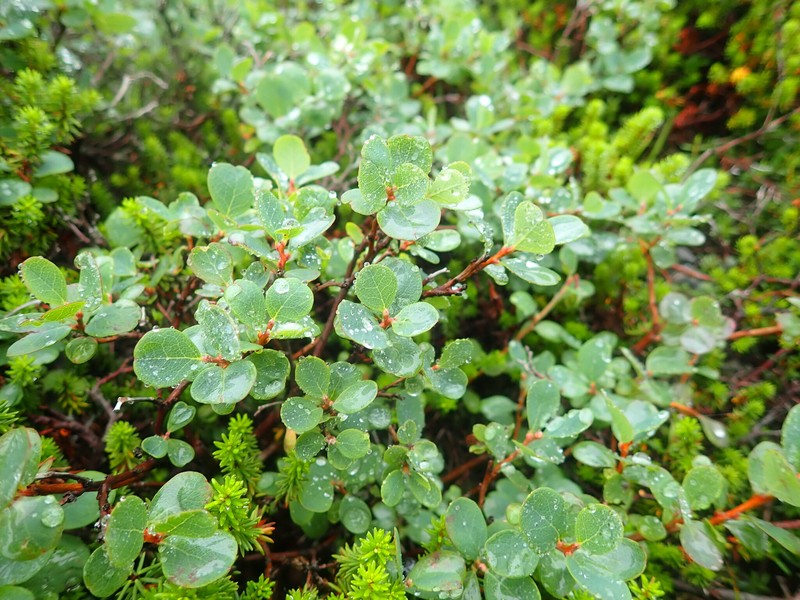 Vaccinium uliginosum var. japonicum photo 8