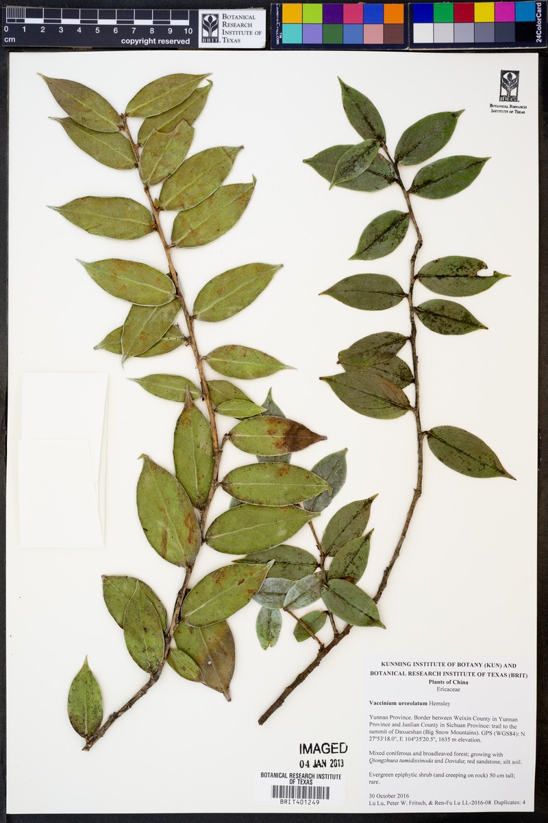 Vaccinium urceolatum photo 2