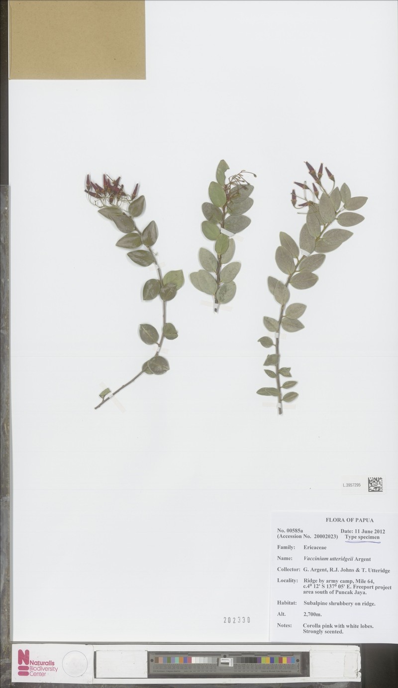 Vaccinium utteridgei