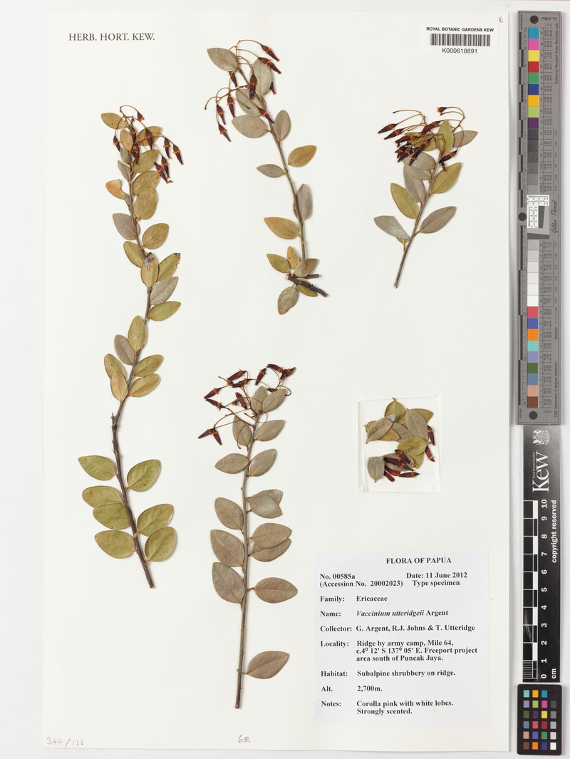 Vaccinium utteridgei photo 2