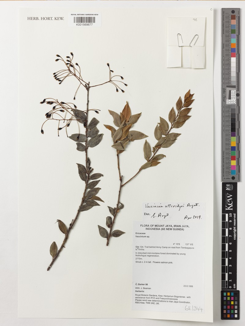 Vaccinium utteridgei photo 3