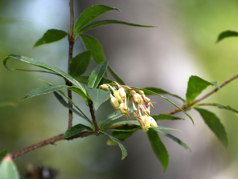 Vaccinium vacciniaceum
