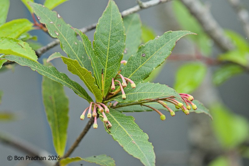 Vaccinium vacciniaceum photo 2