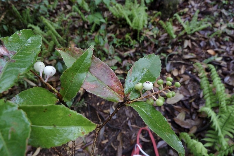 Vaccinium vacciniaceum photo 3