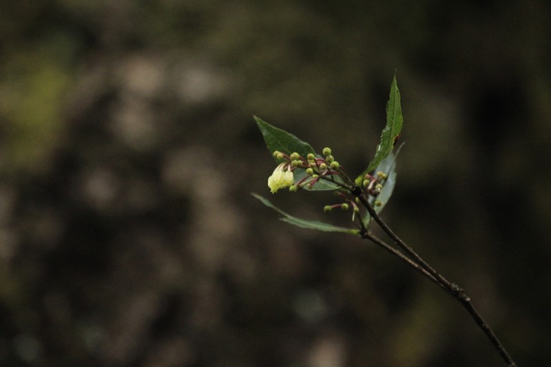 Vaccinium vacciniaceum photo 4