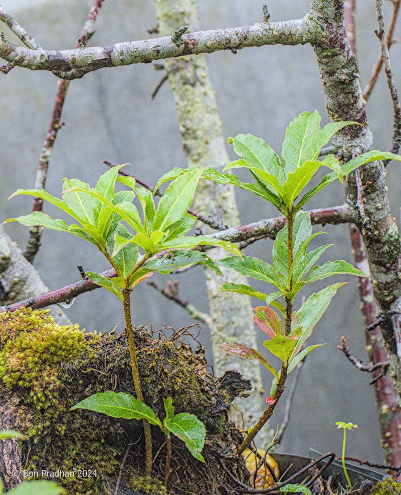 Vaccinium vacciniaceum photo 7