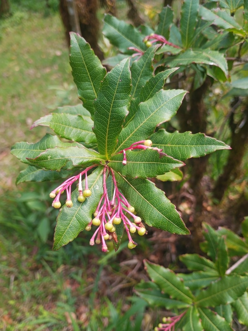 Vaccinium vacciniaceum photo 8