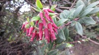 Vaccinium varingiifolium