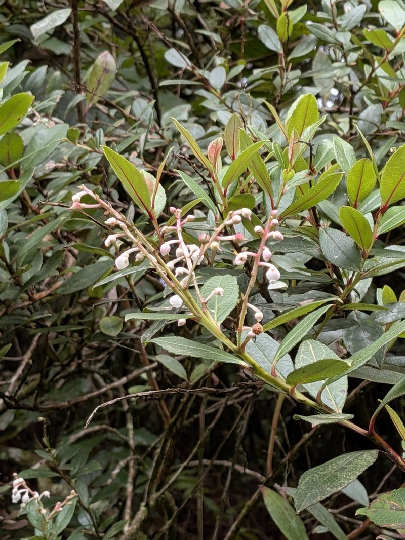 Vaccinium varingiifolium photo 3
